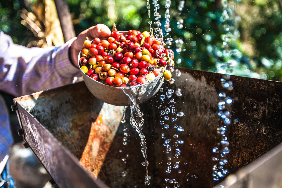 washed-coffee-beans.jpg